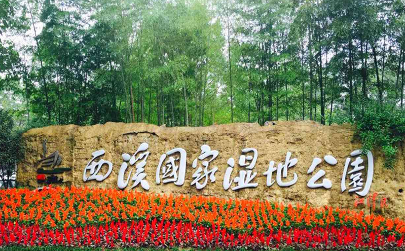 杭州西溪湿地梅花盛开，迎来早春赏花最佳时机