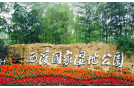杭州西溪湿地梅花盛开，迎来早春赏花最佳时机