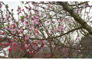 千亩桃花映云溪 泸州纳溪文旅融合激活春日经济