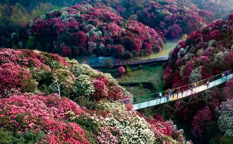 春花烂漫，贵州“花经济”助推春季旅游与乡村振兴