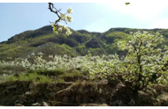 万亩梨花映长城 文旅融合促振兴 —— 青龙满族自治县第十七届官场梨花节启幕
